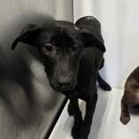 Enlarge Coal, a Adopted mixed breed in Bentonville, AR image 3/3