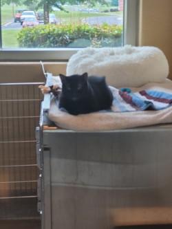 Enlarge Barn Cat - Queenie, a Adoptable Domestic Short Hair in Winchester, VA image 1/2