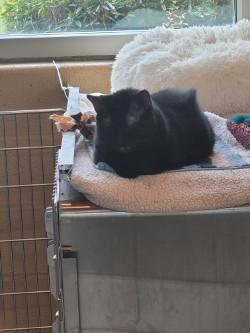 Enlarge Barn Cat - Queenie, a Adoptable Domestic Short Hair in Winchester, VA image 2/2