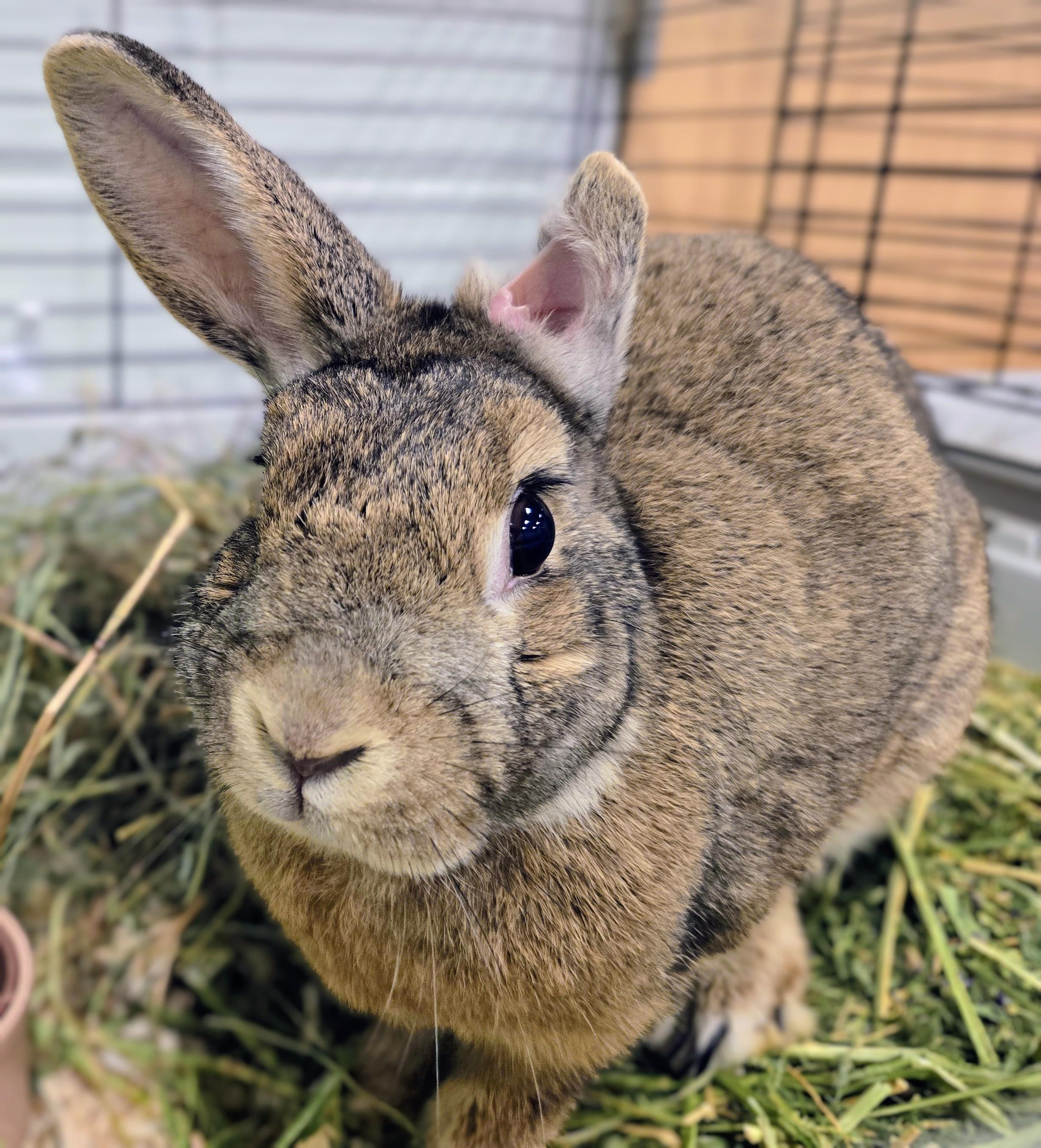 -150 Maddie, adopted, Baby Female American.