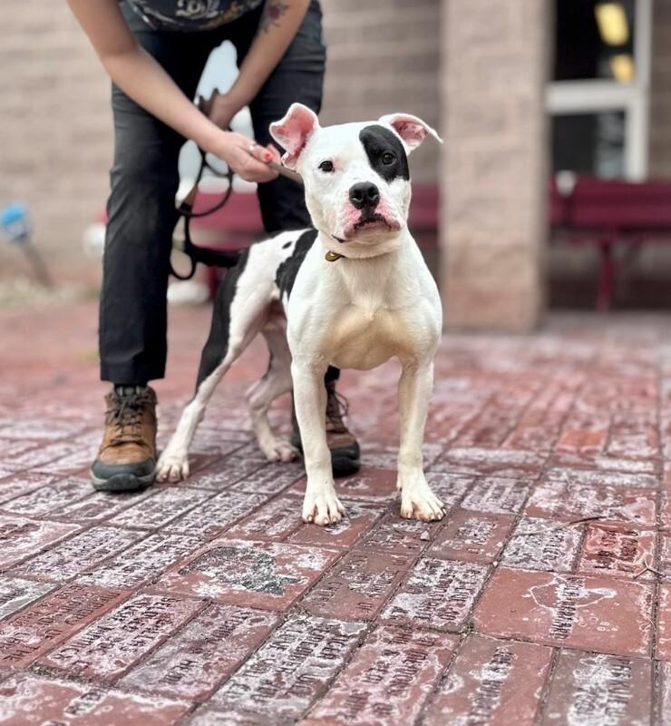 Enlarge Thing 1, a Adoptable Mixed Breed in Wooster, OH image 1/3