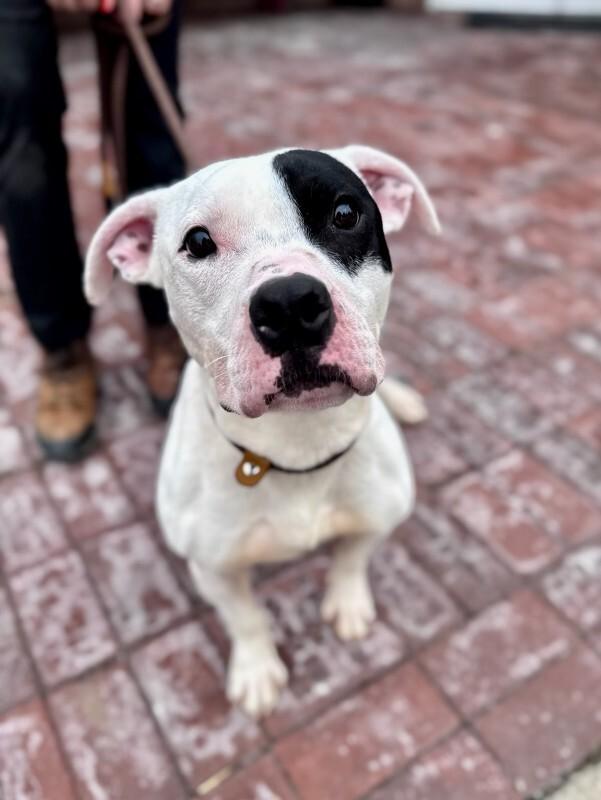 Enlarge Thing 1, a Adoptable Mixed Breed in Wooster, OH image 2/3