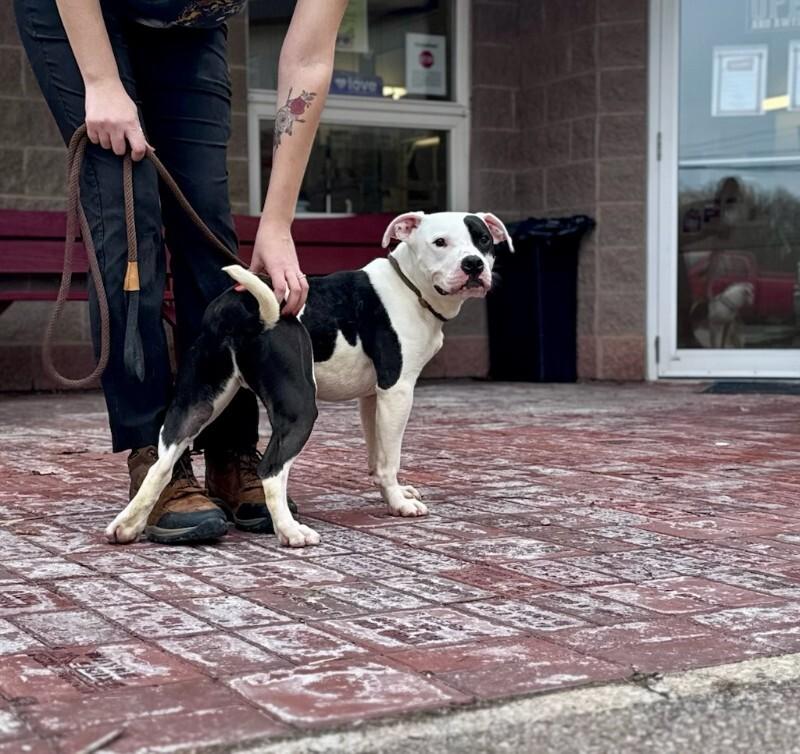 Enlarge Thing 1, a Adoptable Mixed Breed in Wooster, OH image 3/3