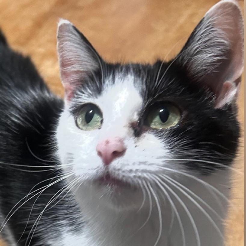 Beenie, Adoptable, Adult Female Domestic Short Hair.