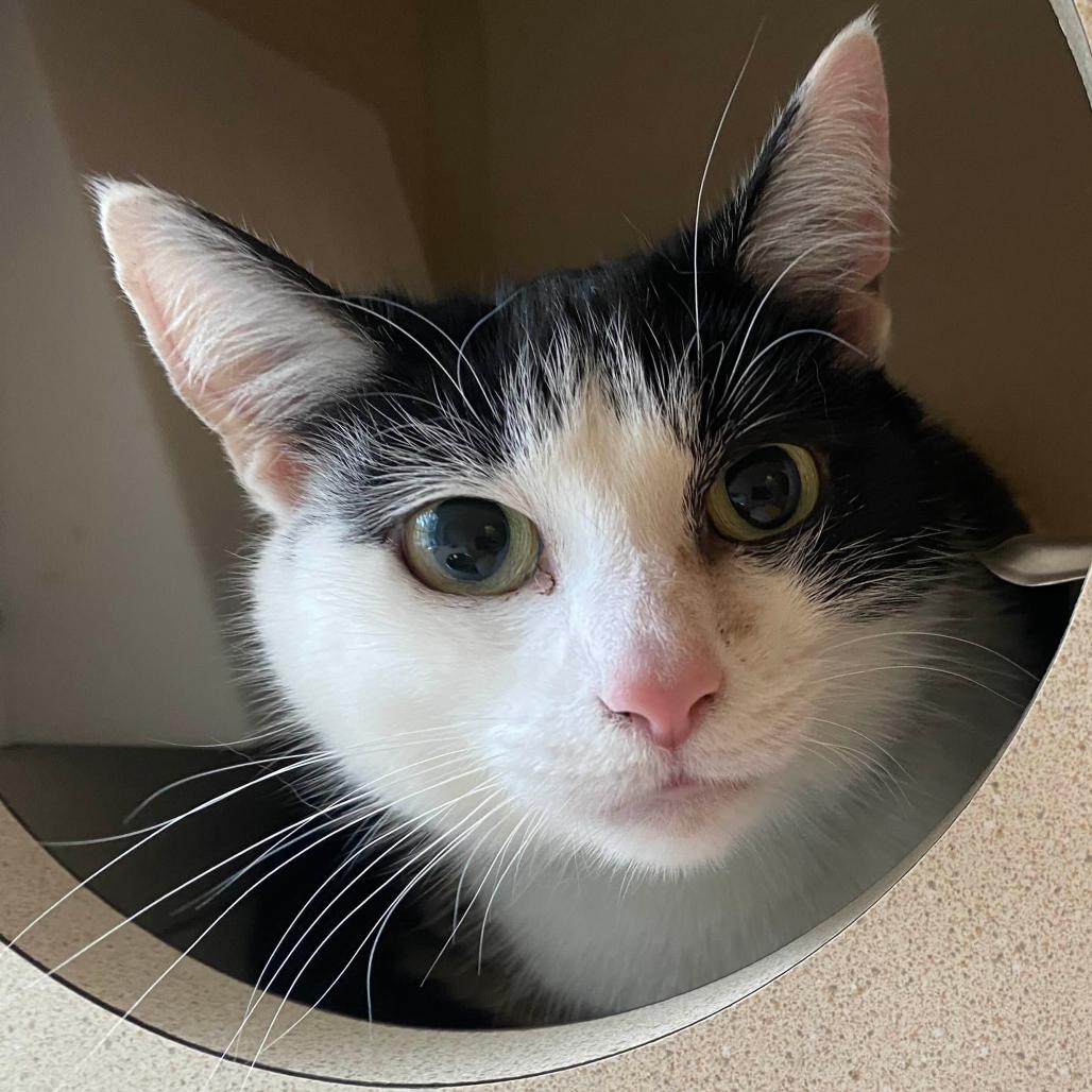 Enlarge Beenie, a Adoptable Domestic Short Hair in Charlottesville, VA image 2/2