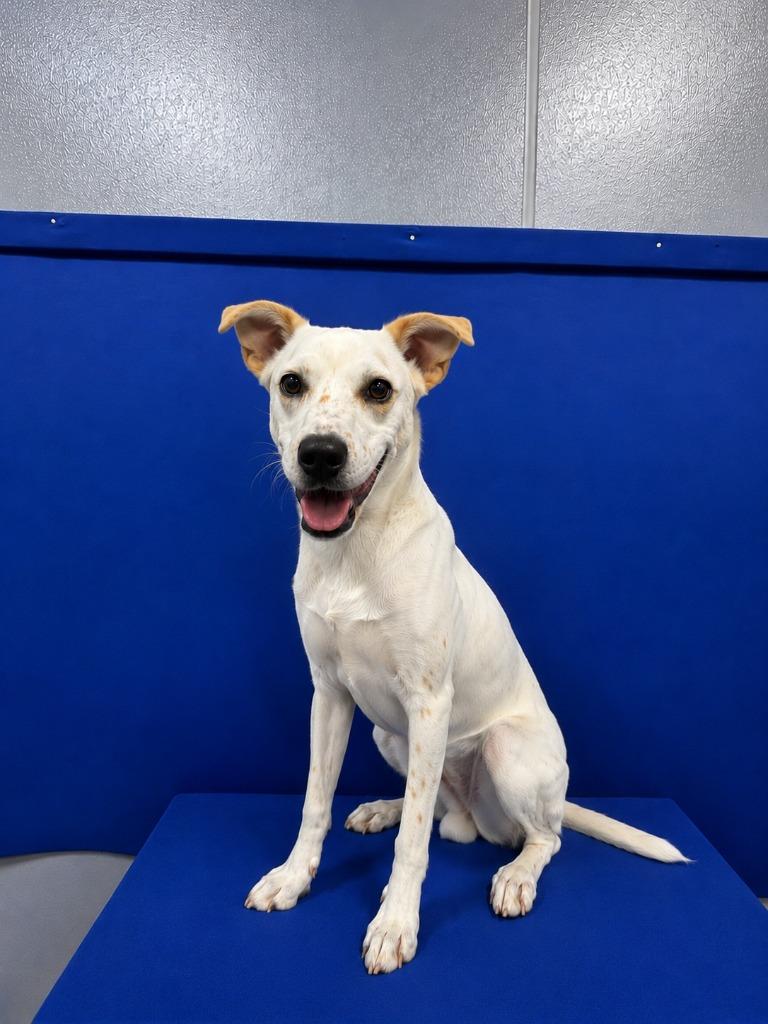 Flour, Adoptable, Young Female Great Pyrenees & Mixed Breed.