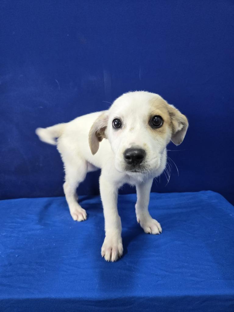 Enlarge Flour, a Adoptable mixed breed in Ruston, LA image 1/5
