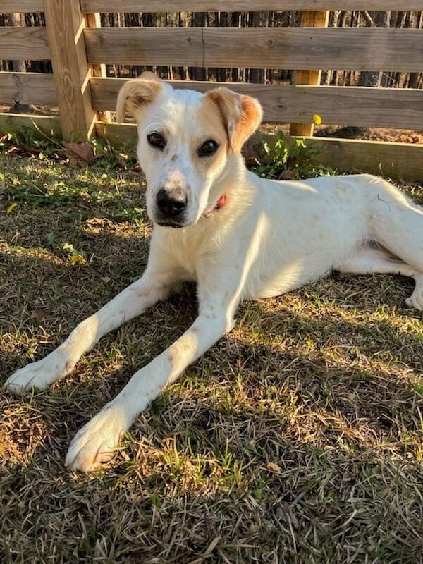Enlarge Flour, a Adoptable mixed breed in Ruston, LA image 2/5