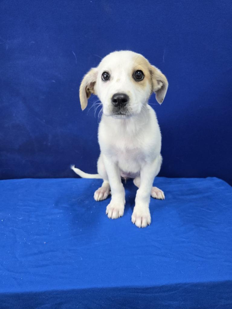 Enlarge Flour, a Adoptable mixed breed in Ruston, LA image 4/5