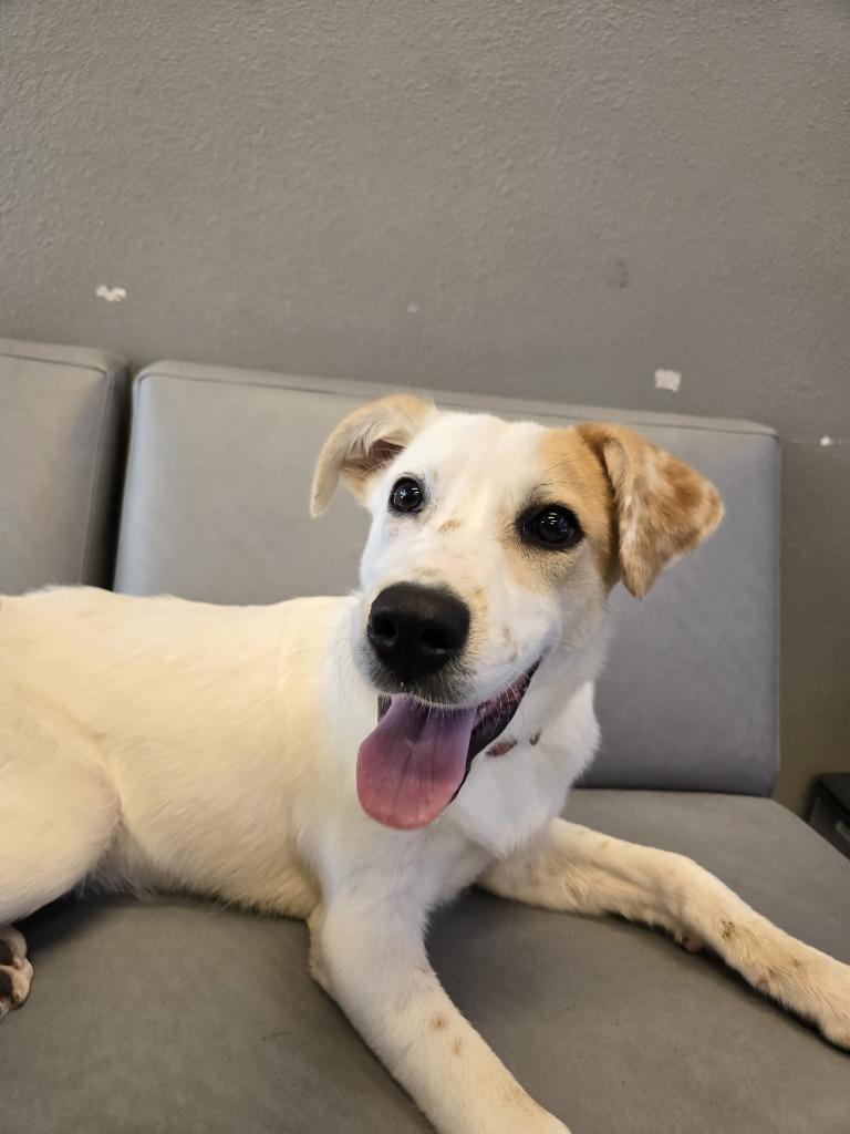 Enlarge Flour, a Adoptable mixed breed in Ruston, LA image 5/5