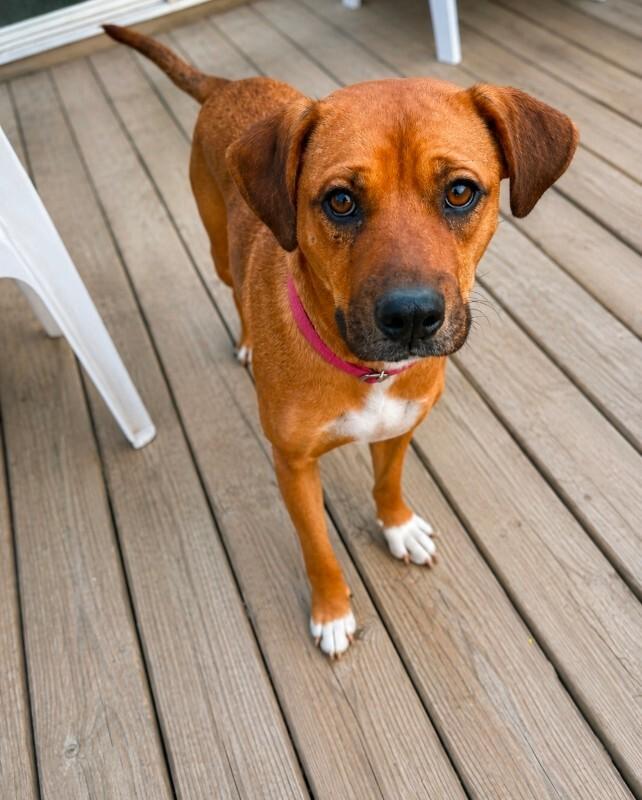 Salem, Adoptable, Adult Female Labrador Retriever & Australian Cattle Dog / Blue Heeler.
