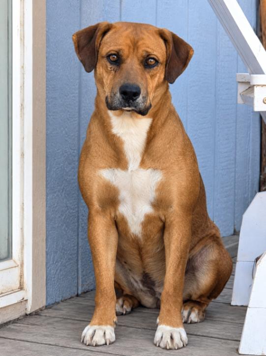 Enlarge Salem, a Adoptable mixed breed in North Bend, WA image 2/2