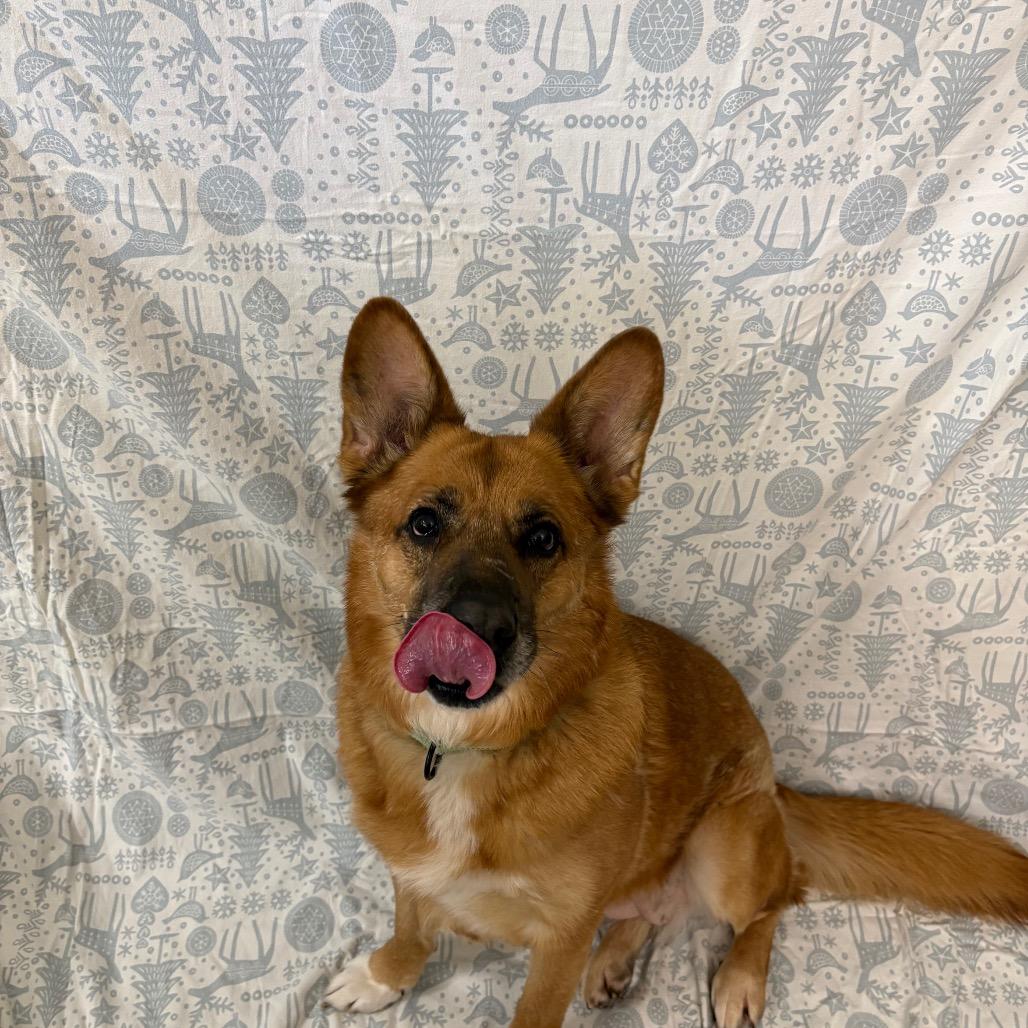 Melillo, Adoptable, Adult Female German Shepherd Dog.
