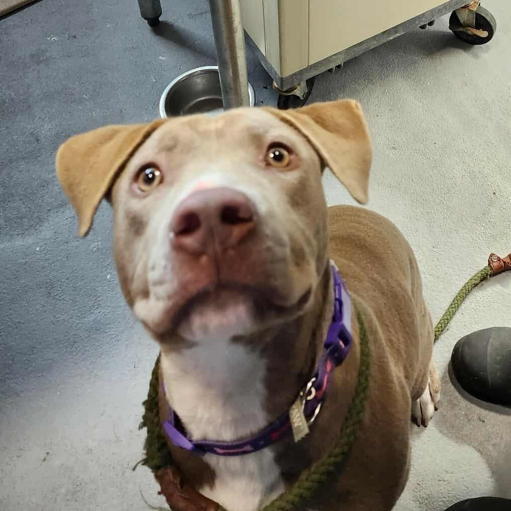 Bridgett, Adoptable, Adult Female Mixed Breed.