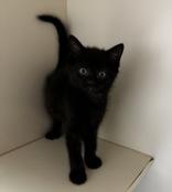 Cash was Salty, adopted, Young Male Domestic Short Hair.