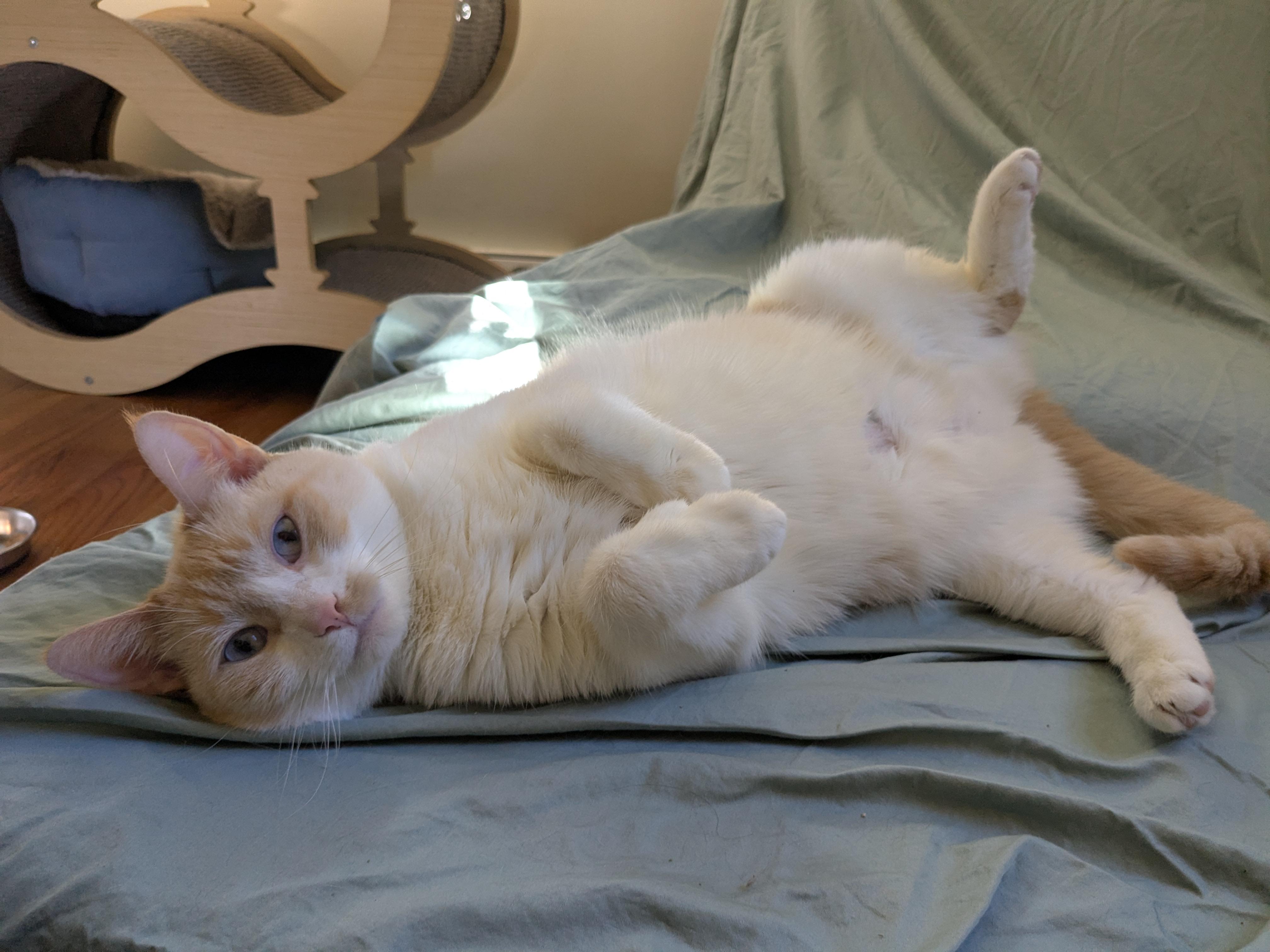 Princess, Adopted, Adult Female Domestic Short Hair.