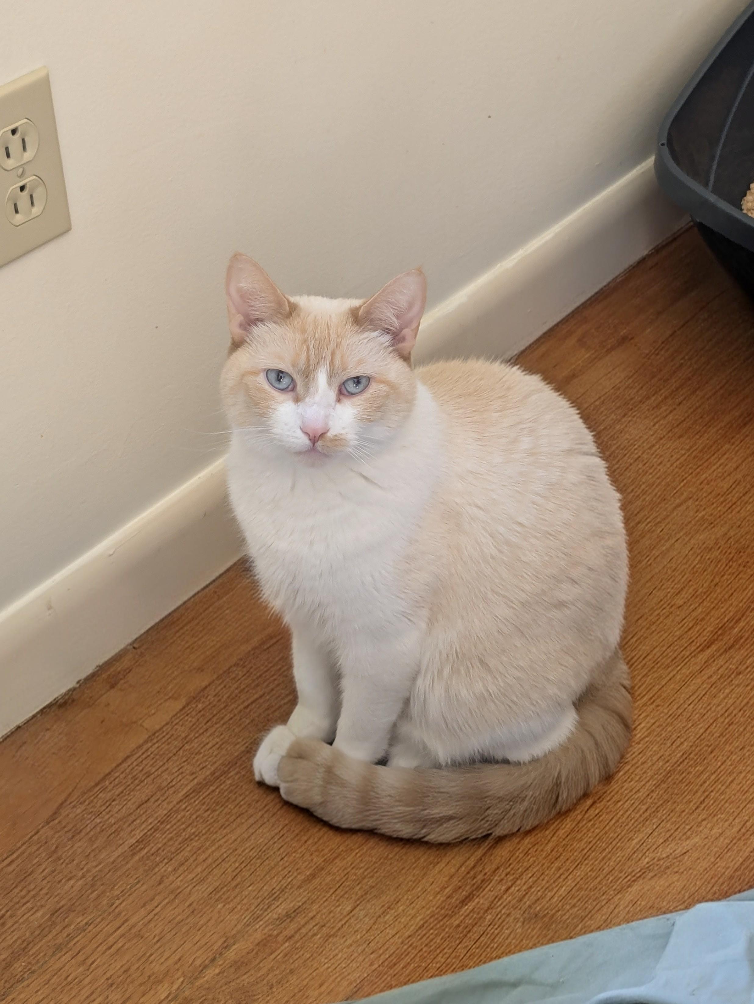 Enlarge Princess, a Adopted Domestic Short Hair in Burlington, VT image 2/6