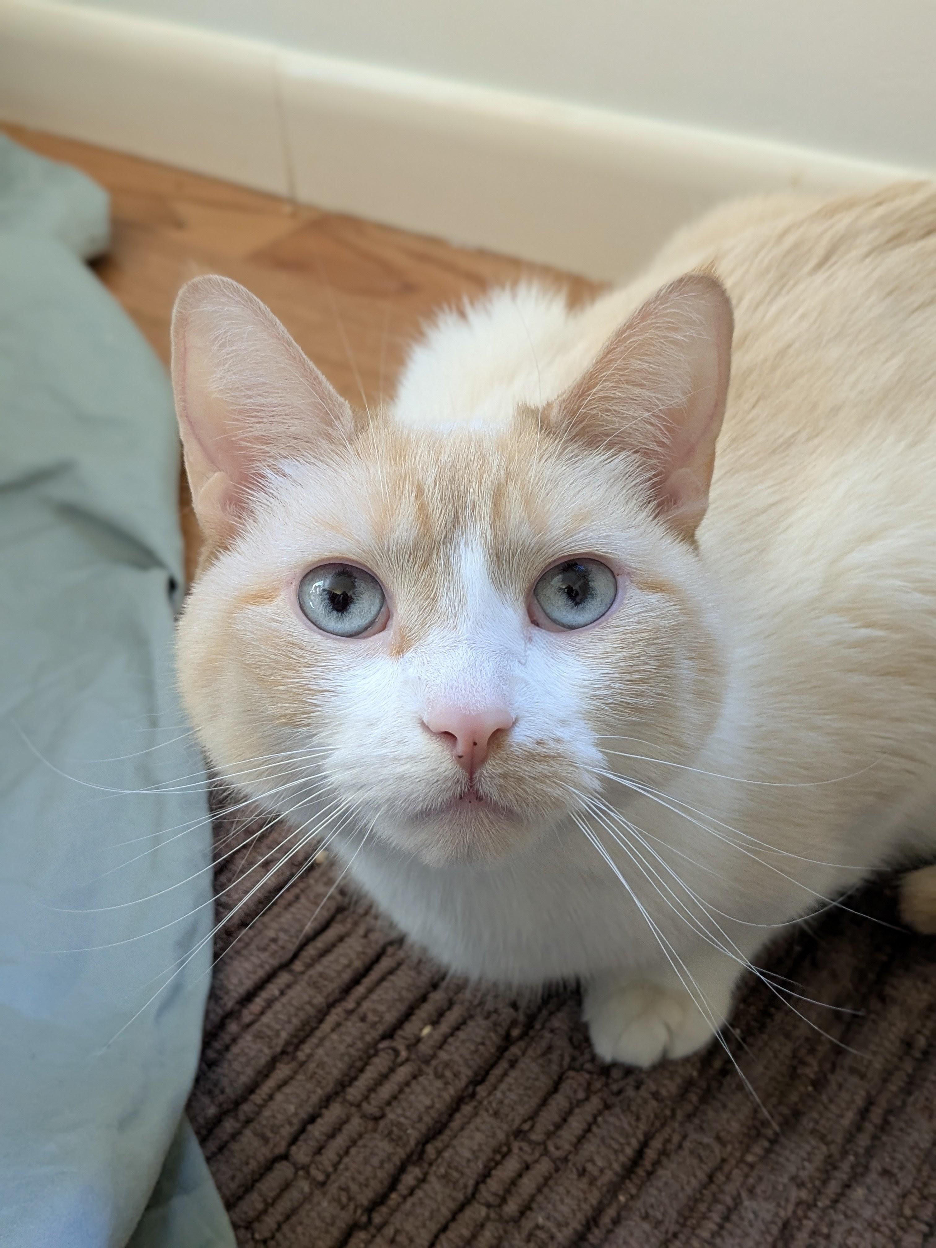Enlarge Princess, a Adopted Domestic Short Hair in Burlington, VT image 3/6