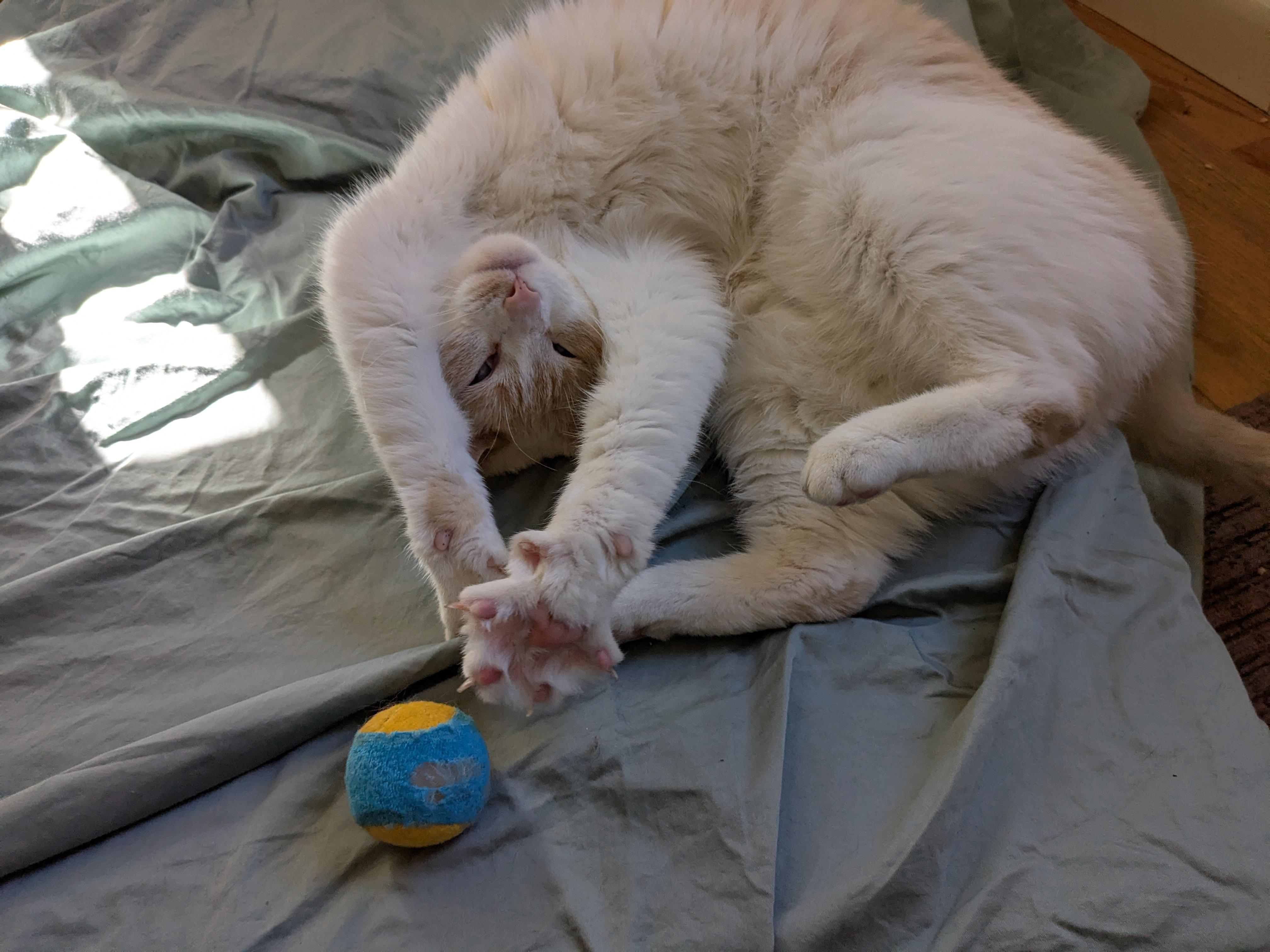 Enlarge Princess, a Adopted Domestic Short Hair in Burlington, VT image 4/6