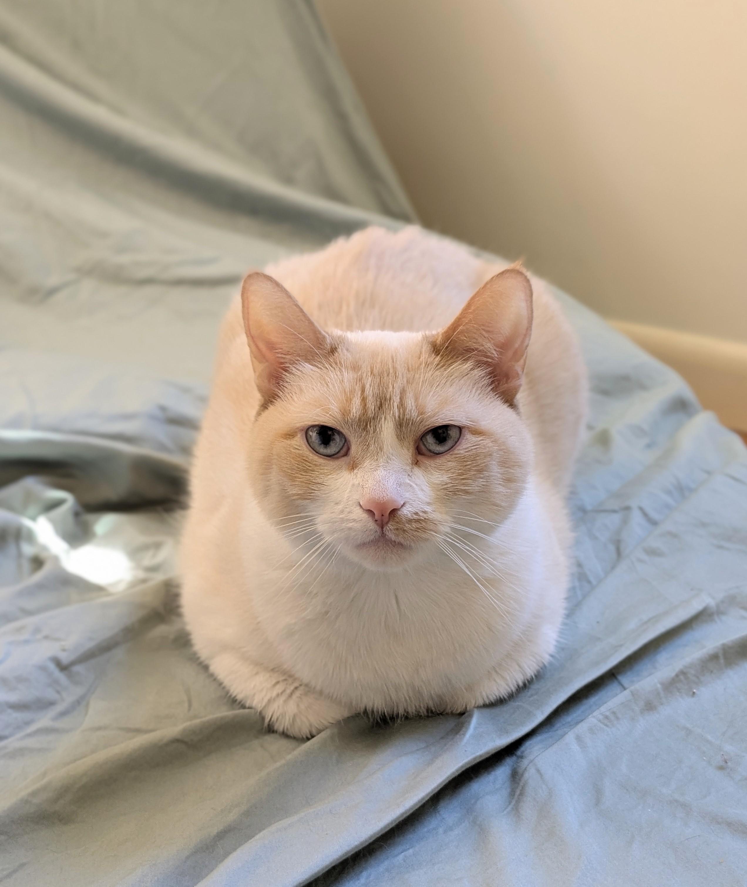 Enlarge Princess, a Adopted Domestic Short Hair in Burlington, VT image 5/6