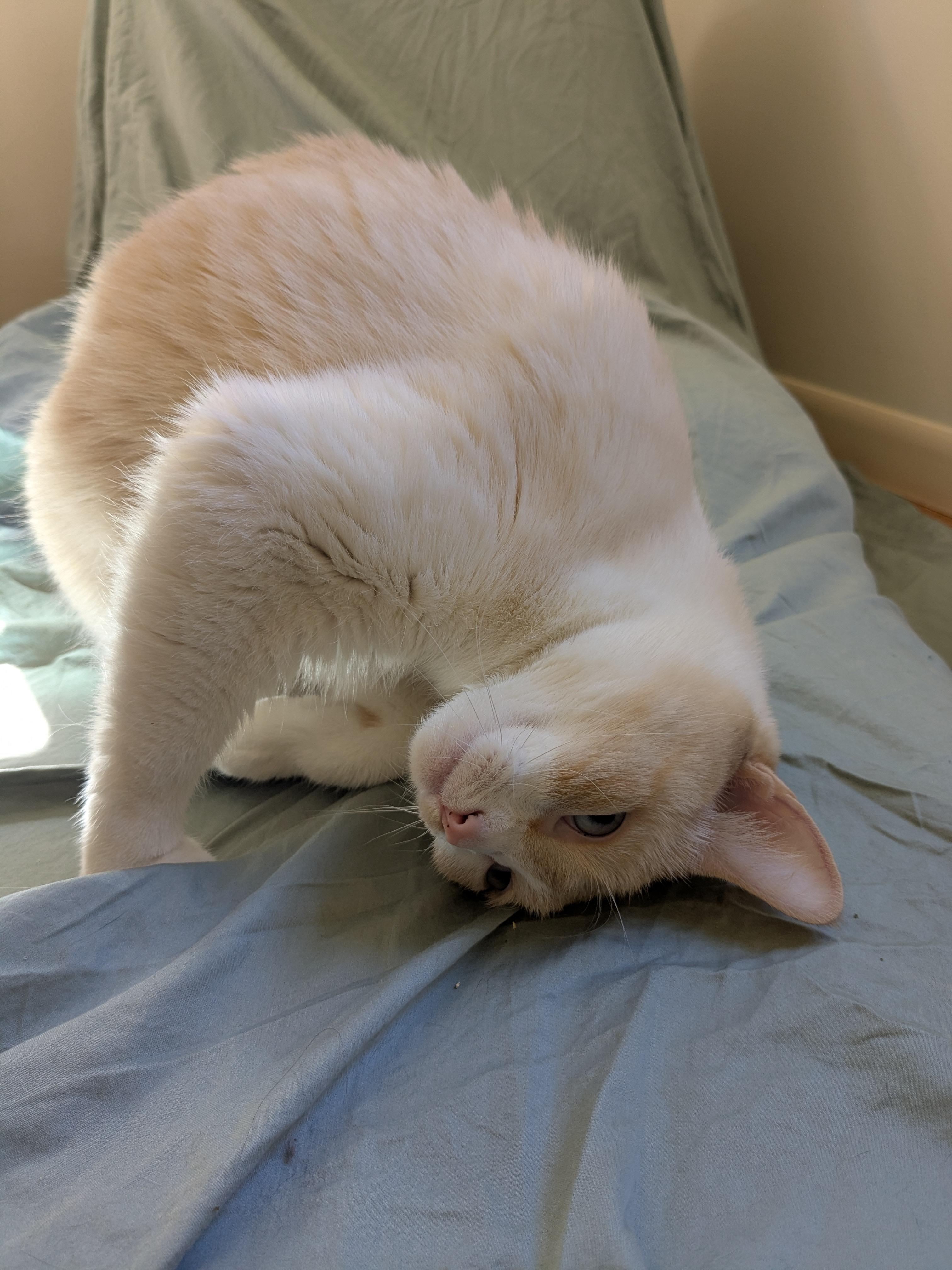 Enlarge Princess, a Adopted Domestic Short Hair in Burlington, VT image 6/6