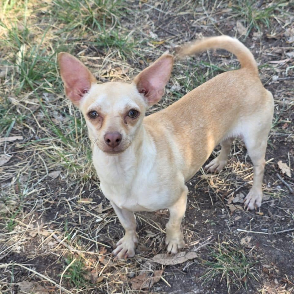 Enlarge Peaky, a Adoptable mixed breed in Tijuana, BCN image 1/6