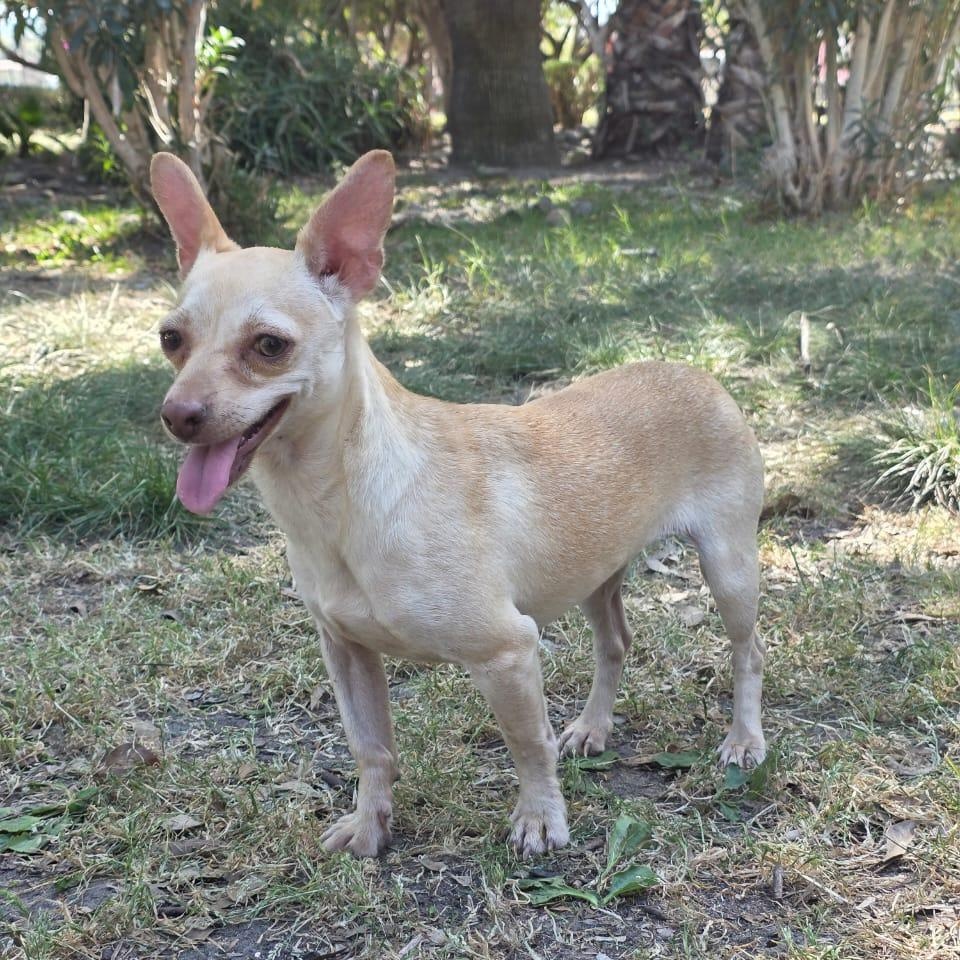 Enlarge Peaky, a Adoptable mixed breed in Tijuana, BCN image 5/6