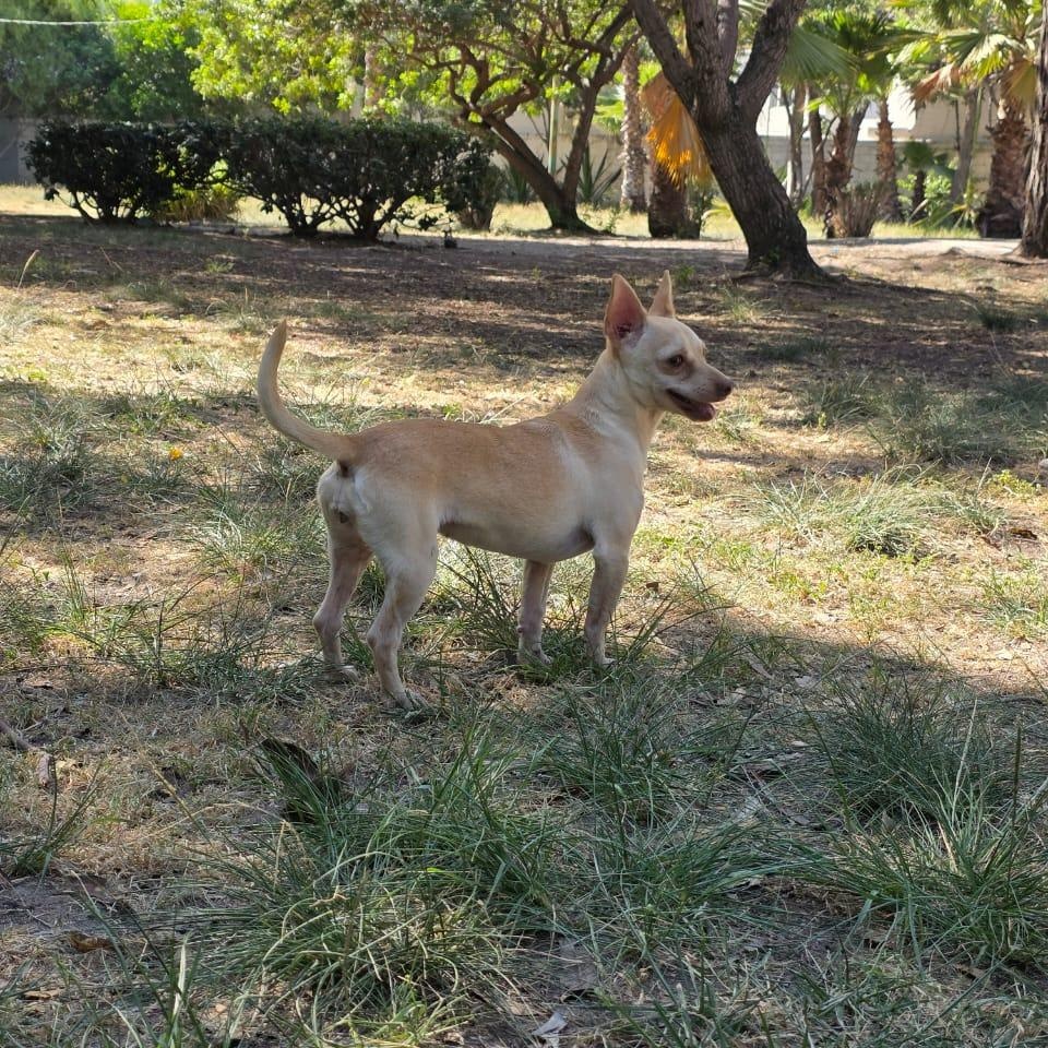 Enlarge Peaky, a Adoptable mixed breed in Tijuana, BCN image 2/6