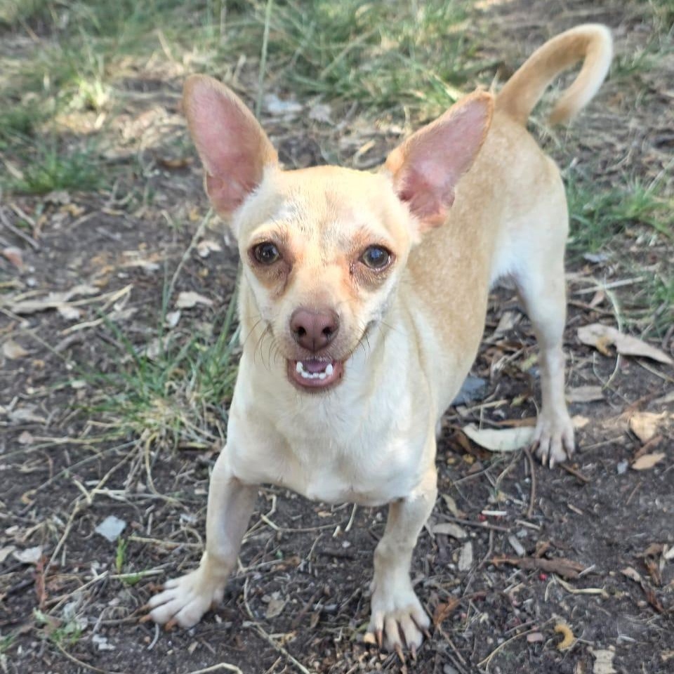 Enlarge Peaky, a Adoptable mixed breed in Tijuana, BCN image 4/6