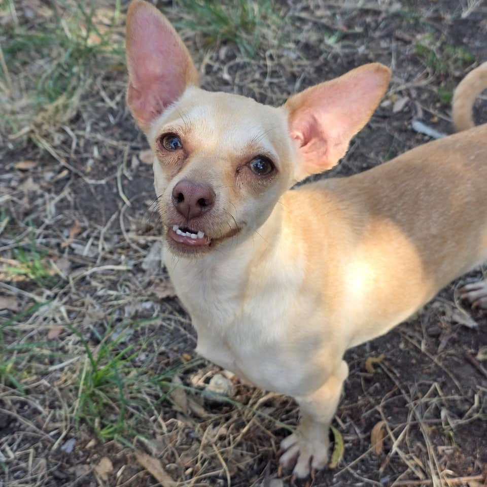 Enlarge Peaky, a Adoptable mixed breed in Tijuana, BCN image 3/6