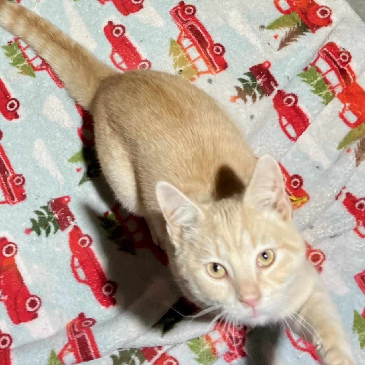 Pinkerton, Adoptable, Kitten Male Domestic Medium Hair.