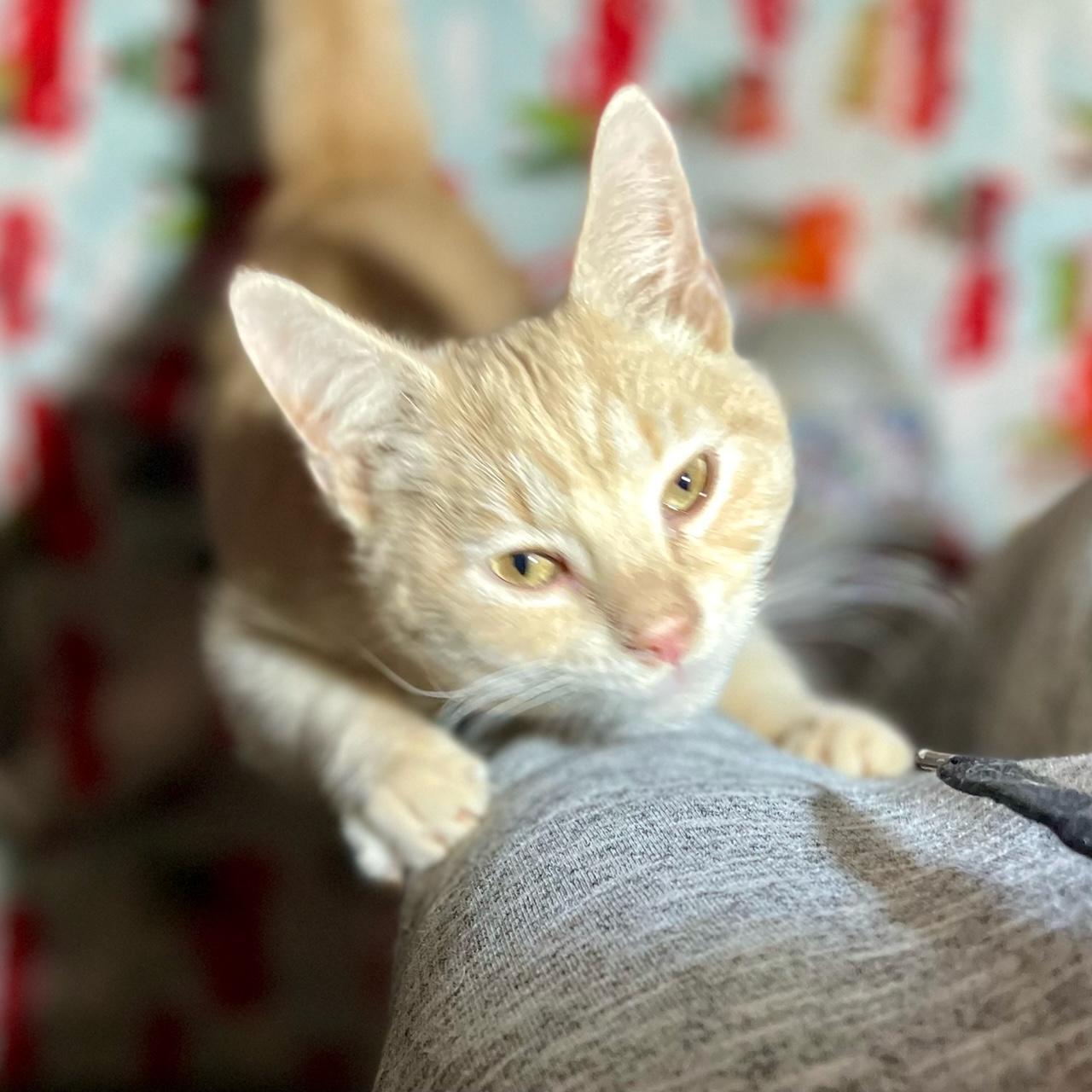 Enlarge Pinkerton, an adopted Domestic Medium Hair in Racine, WI image 3/4