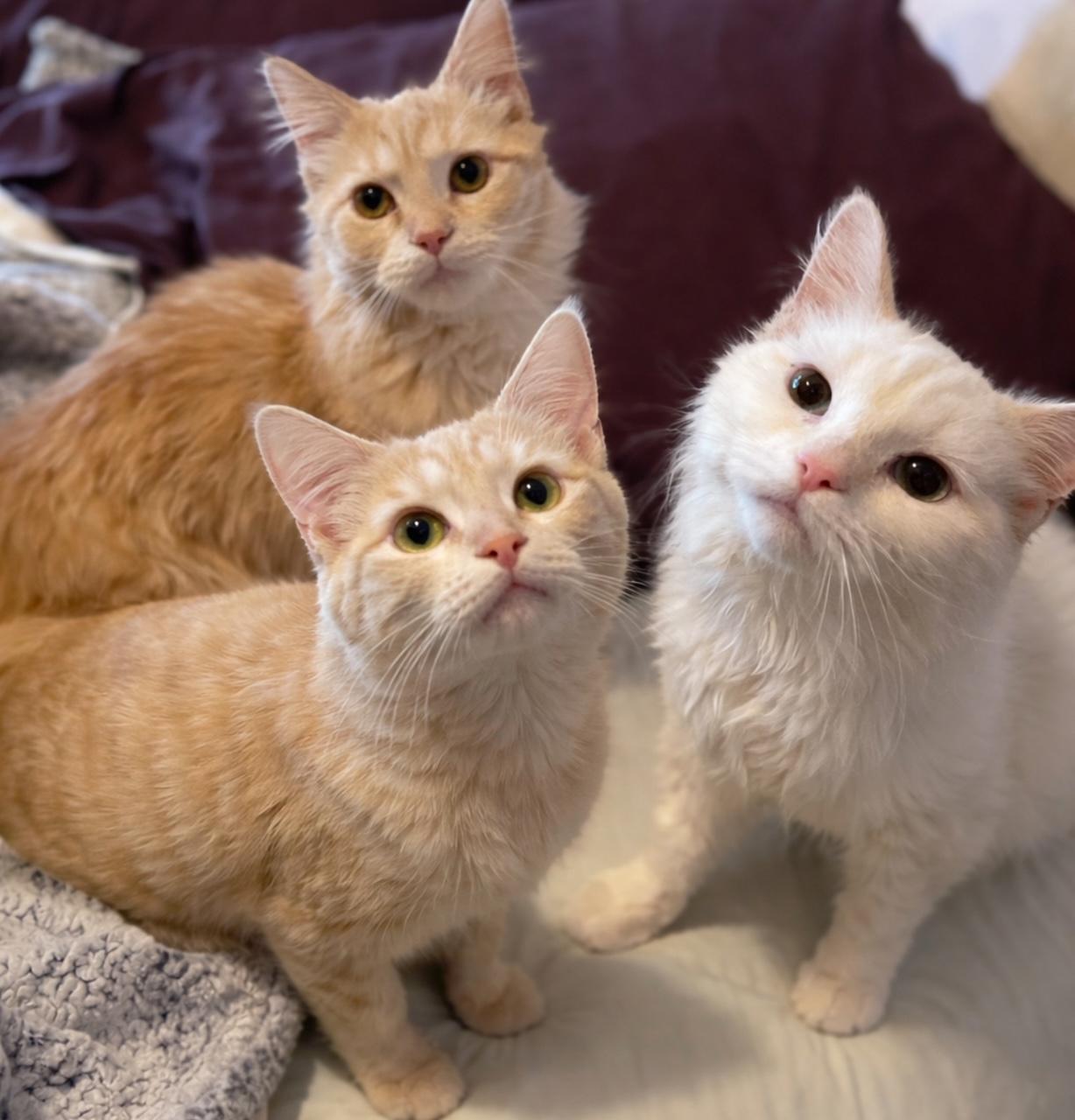 Enlarge Pinkerton, an adopted Domestic Medium Hair in Racine, WI image 4/4