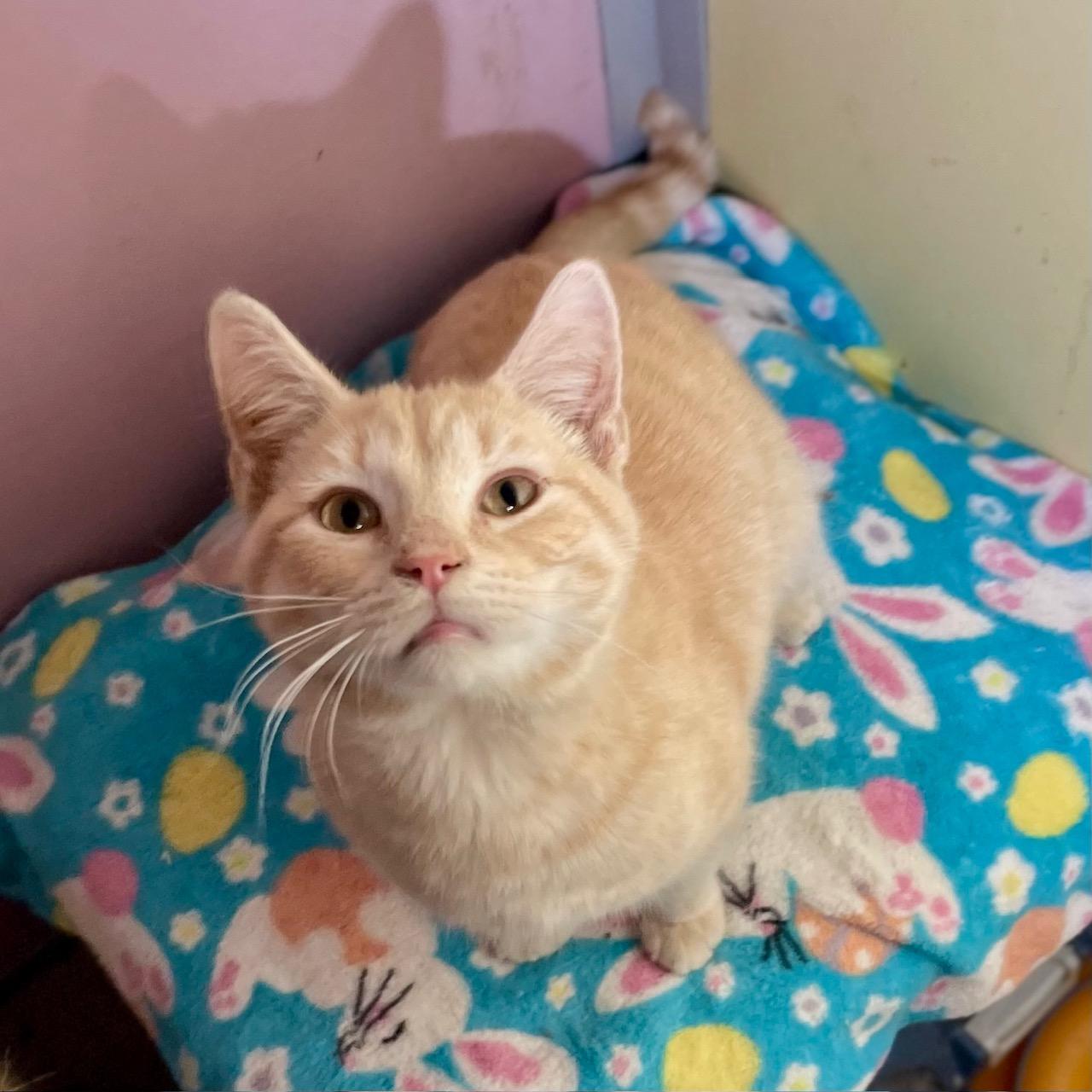 Enlarge Pinkerton, an adopted Domestic Medium Hair in Racine, WI image 2/4