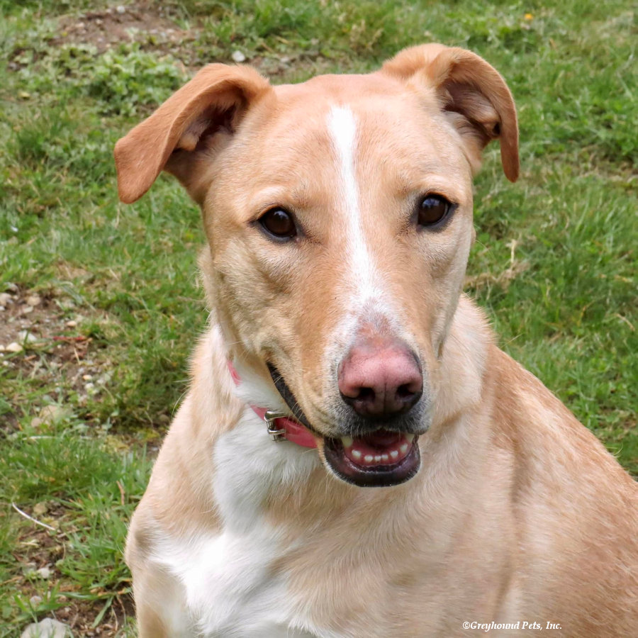 Juniper, Super sweetheart seeking her forever home!