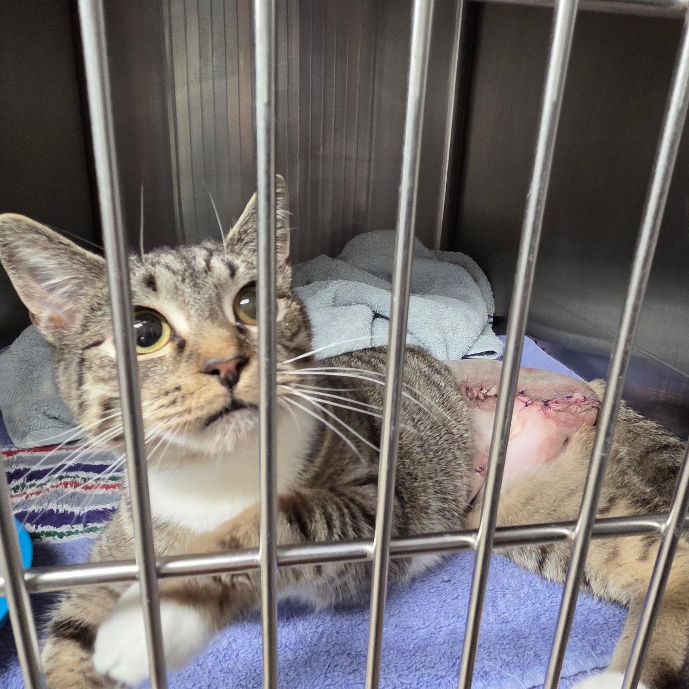 Carp, an adopted Domestic Short Hair in Warwick, RI image 4/4