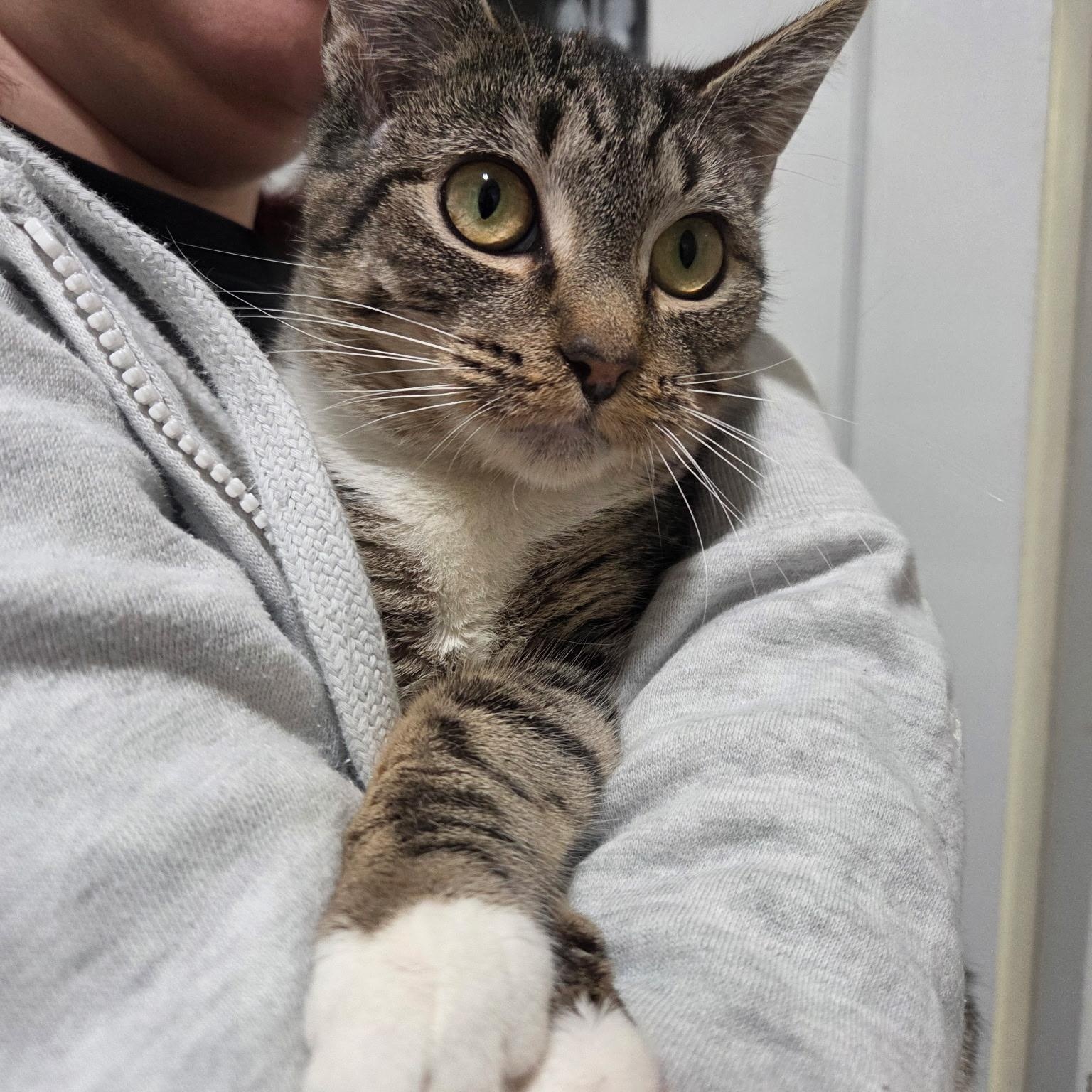 Carp, an adopted Domestic Short Hair in Warwick, RI image 2/4