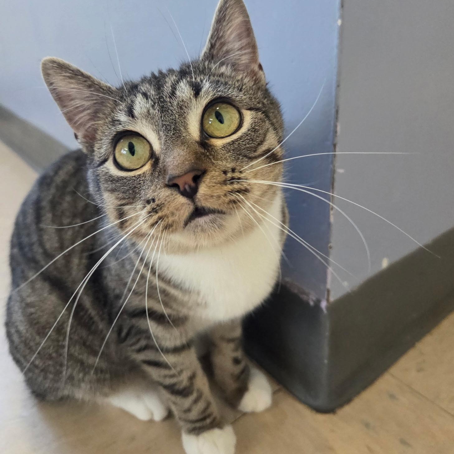 Carp, an adopted Domestic Short Hair in Warwick, RI image 1/4