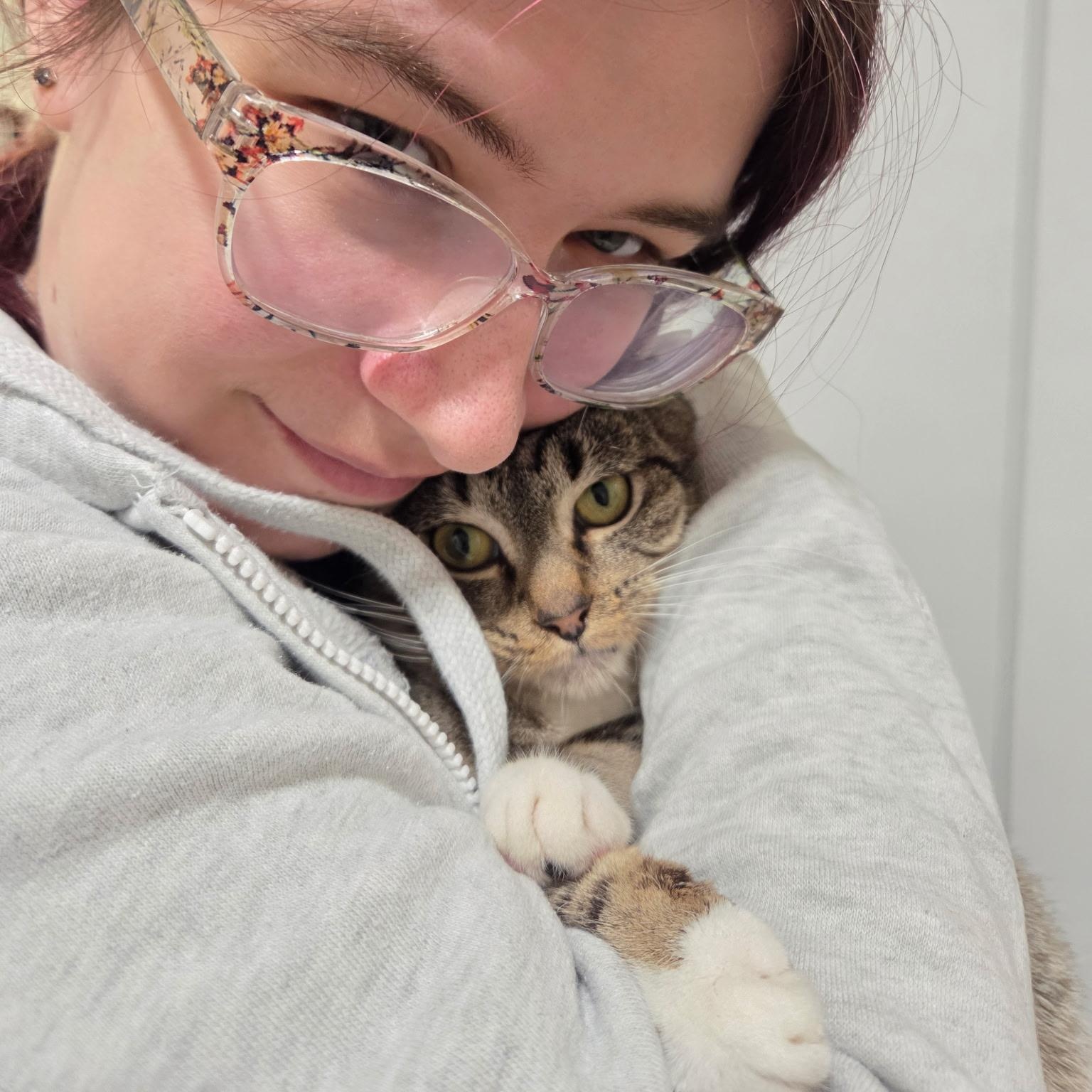 Carp, an adopted Domestic Short Hair in Warwick, RI image 3/4