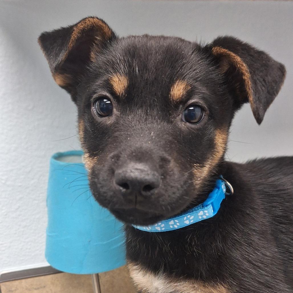Enlarge Moray, a Adoptable Mixed Breed in Flagstaff, AZ image 2/5