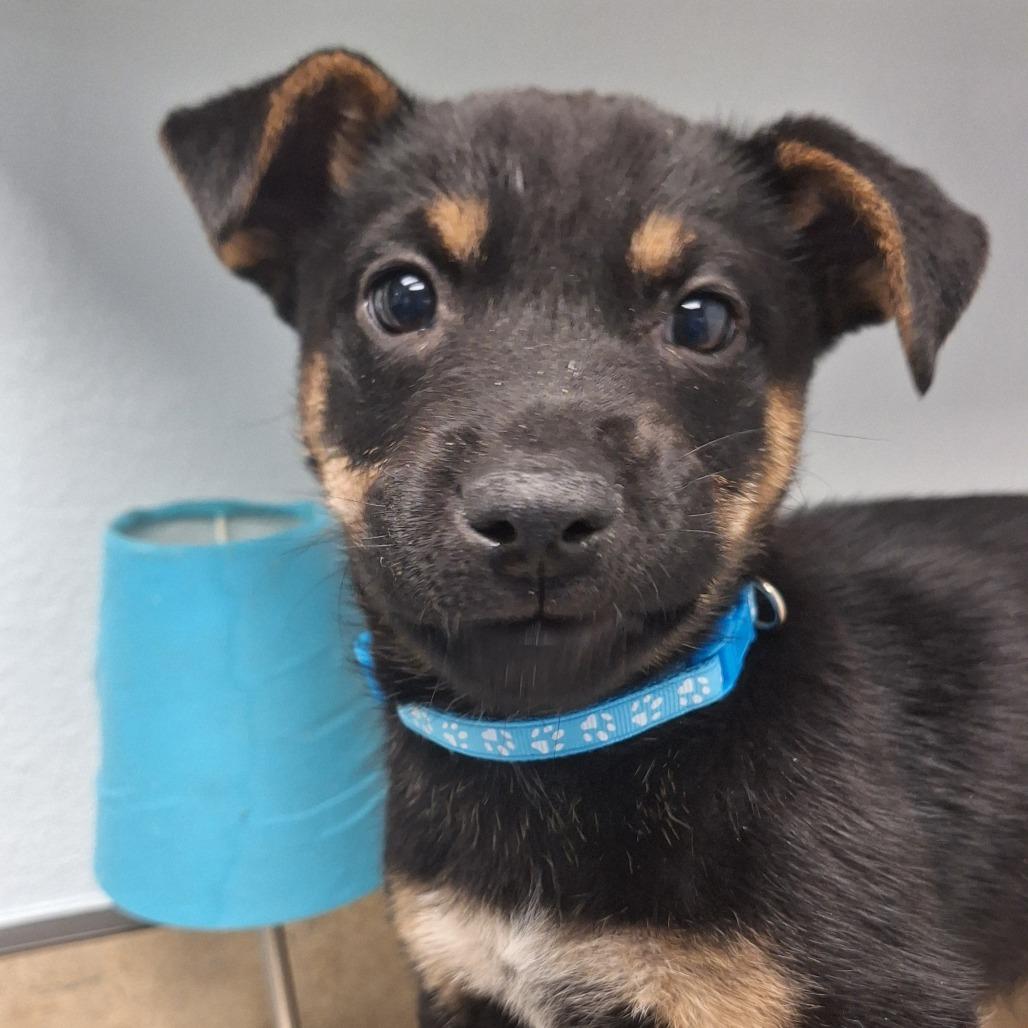 Enlarge Moray, a Adoptable Mixed Breed in Flagstaff, AZ image 3/5
