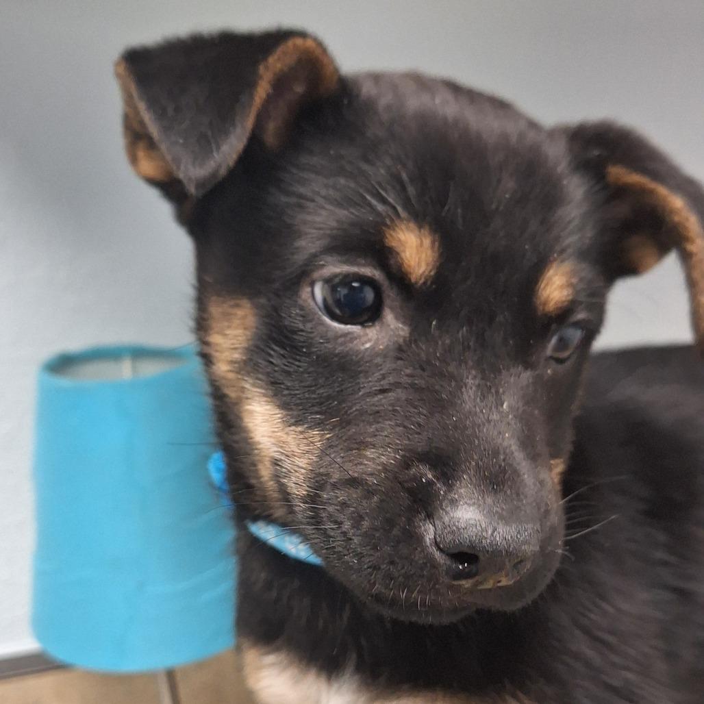 Enlarge Moray, a Adoptable Mixed Breed in Flagstaff, AZ image 4/5
