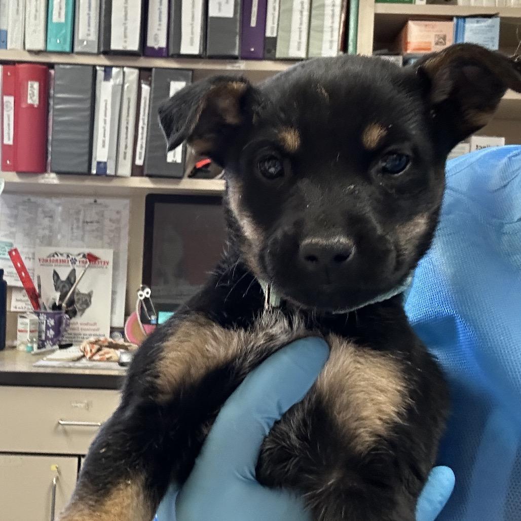 Enlarge Moray, a Adoptable Mixed Breed in Flagstaff, AZ image 5/5