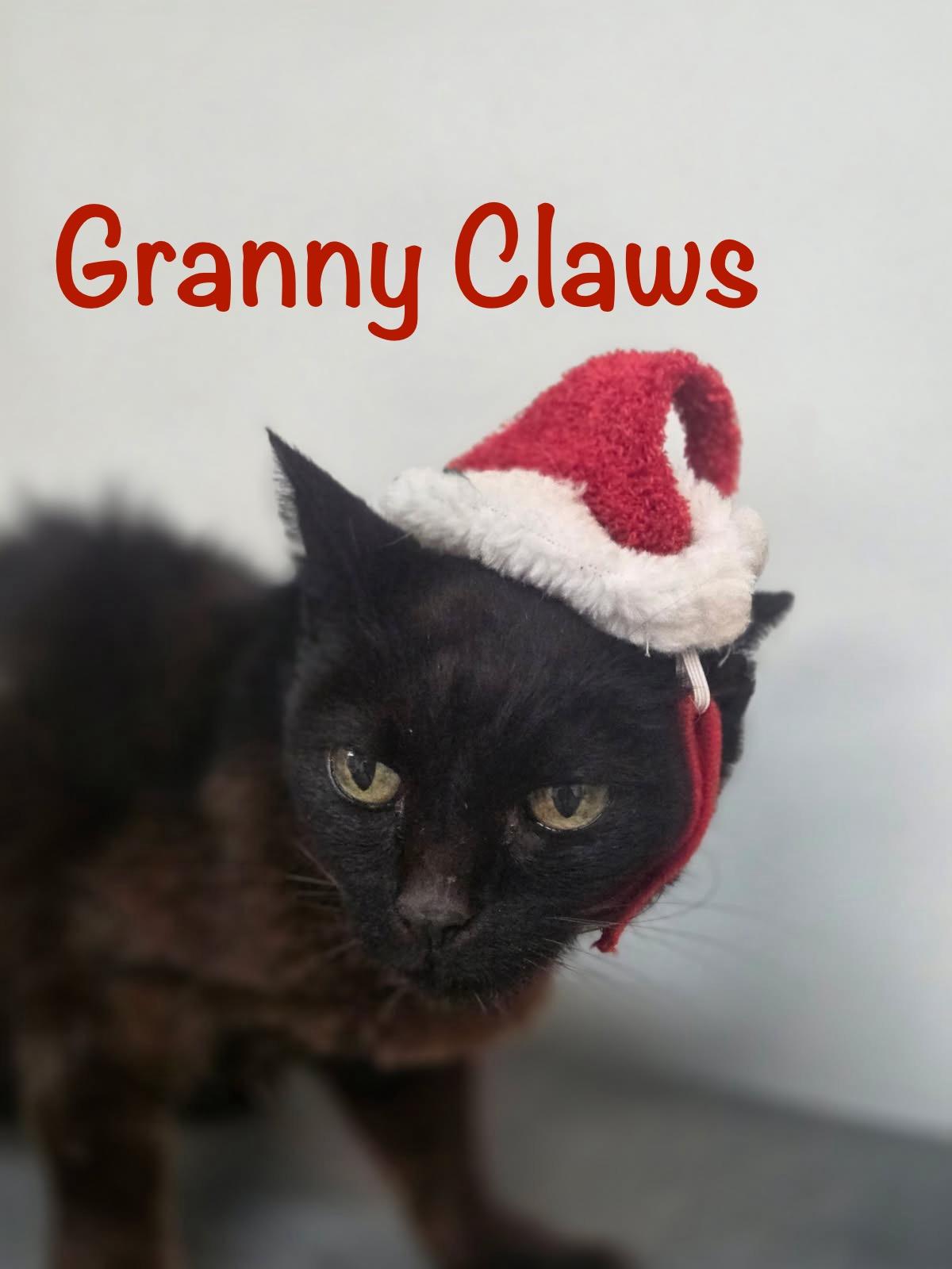 Enlarge Granny Claws, a ADOPTABLE Domestic Short Hair in Crescent City, CA image 2/2