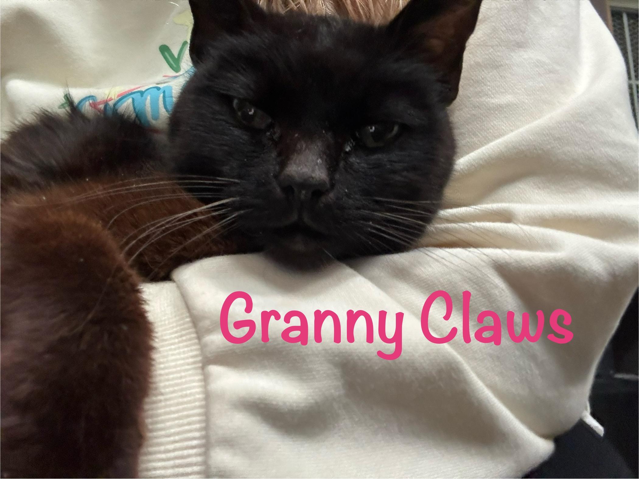 Enlarge Granny Claws, a ADOPTABLE Domestic Short Hair in Crescent City, CA image 1/2