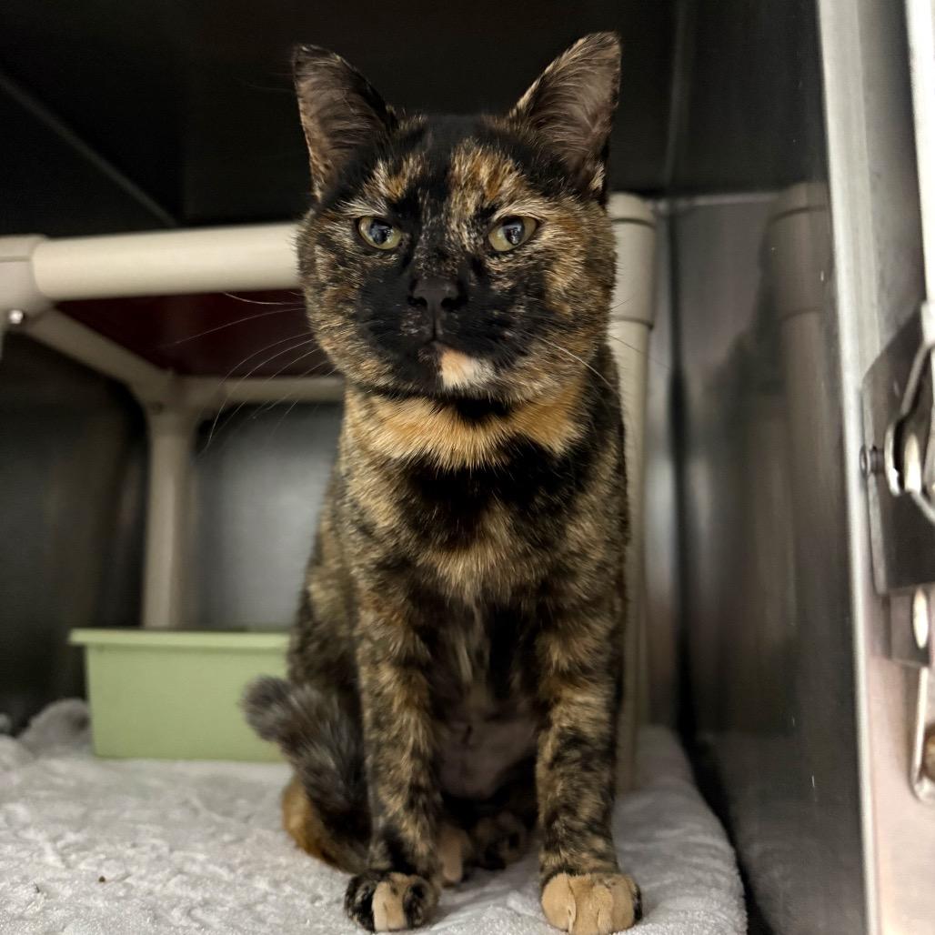 Enlarge Charlotte, a Adoptable Domestic Short Hair in Hamilton, GA image 1/4