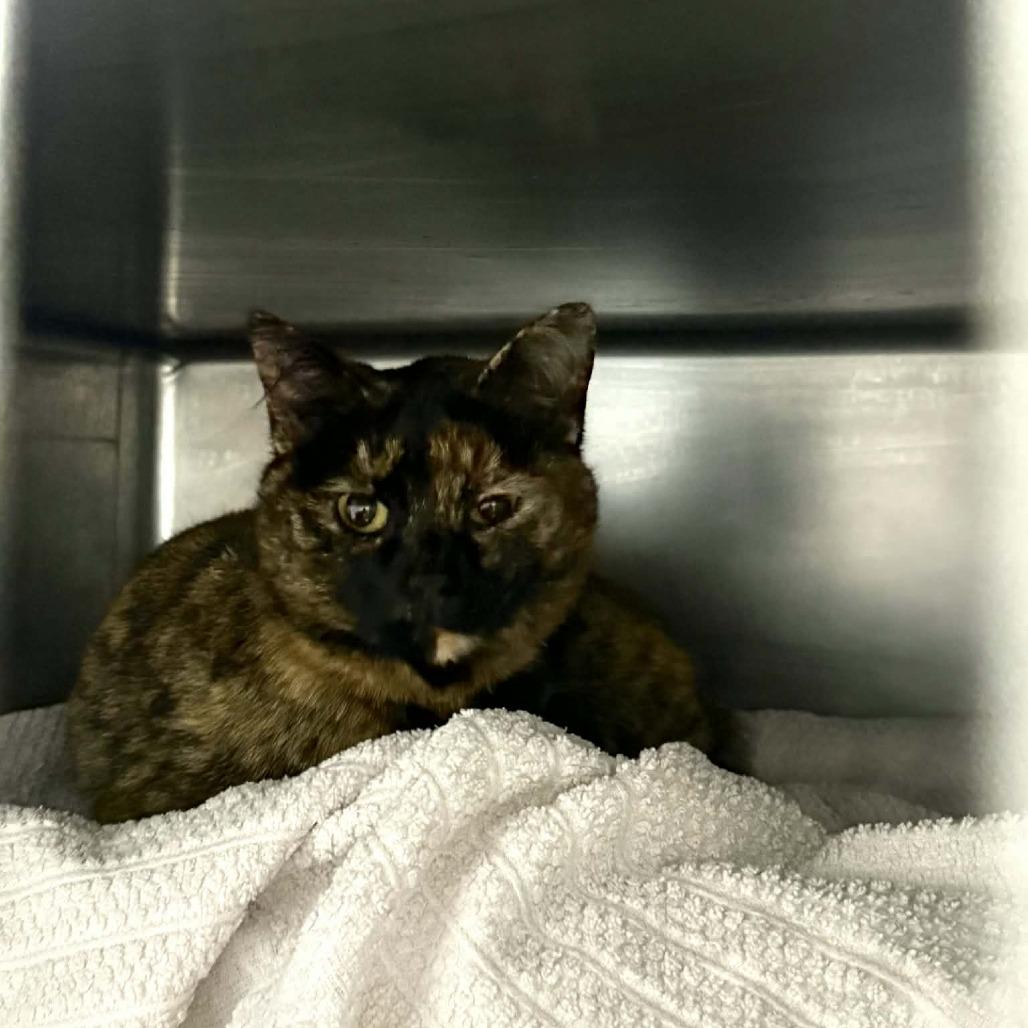 Enlarge Charlotte, a Adoptable Domestic Short Hair in Hamilton, GA image 3/4