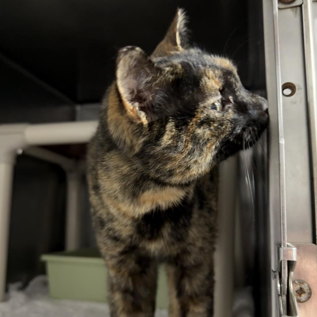 Enlarge Charlotte, a Adoptable Domestic Short Hair in Hamilton, GA image 4/4