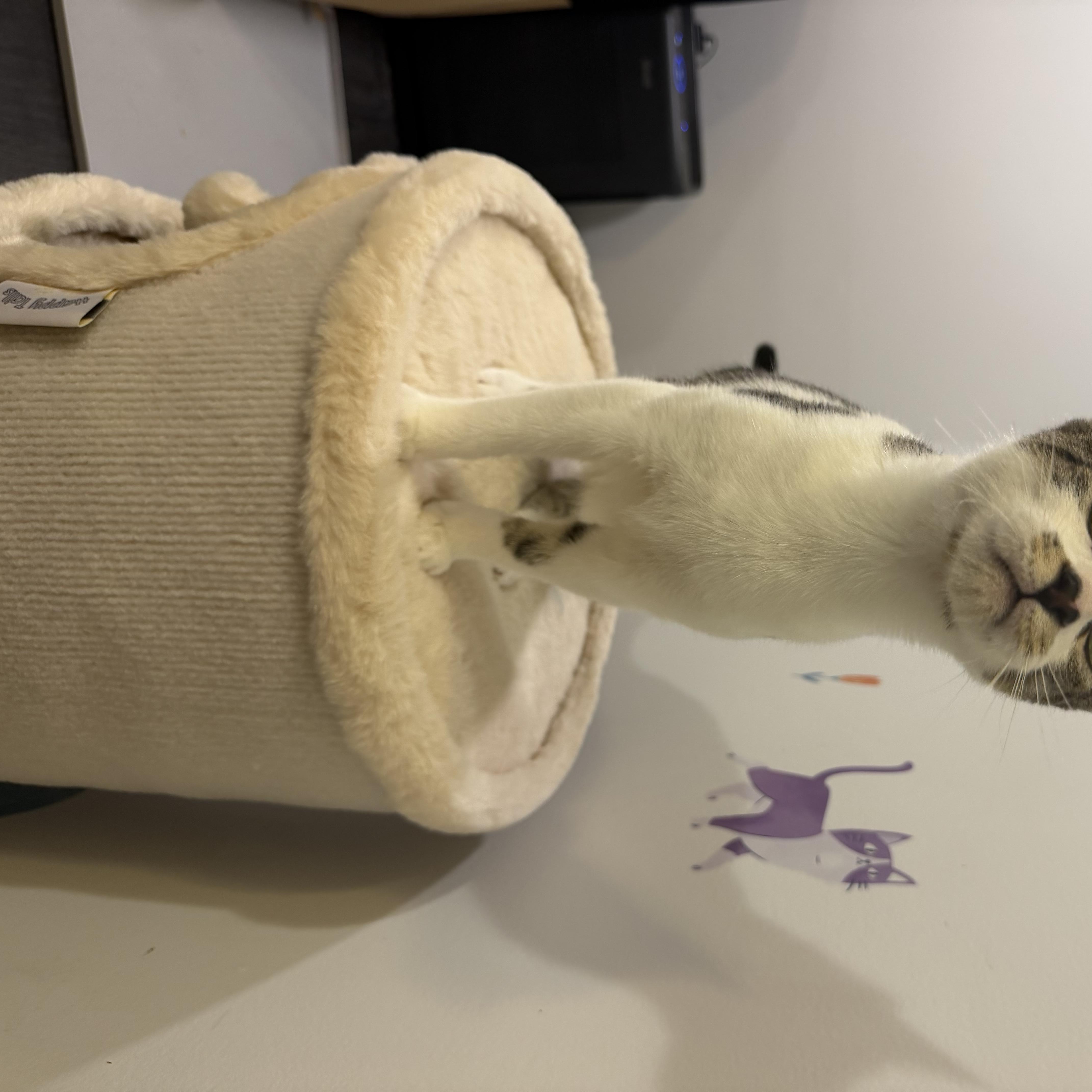 Enlarge BUBBLES, a Adoptable Domestic Short Hair in Hamilton, NJ image 5/5