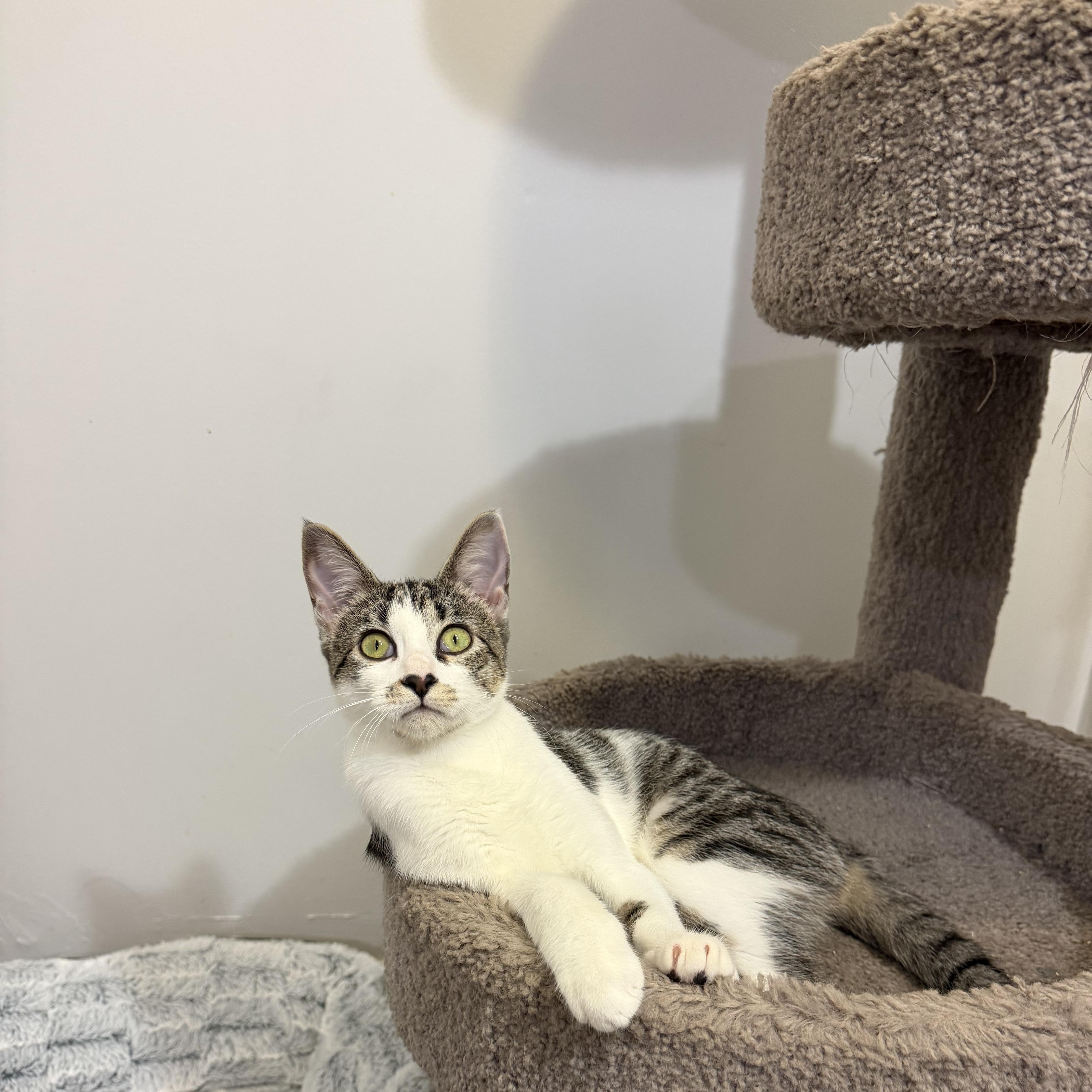 BUBBLES, Adoptable, Kitten Female Domestic Short Hair.